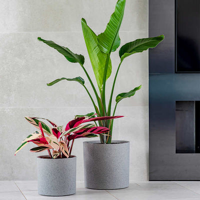 Vita Växa Planters, 2-pack (new out of the box)