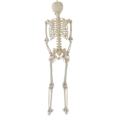 WAY TO CELEBRATE! Halloween Hanging Posable Skeleton Decoration, 5'**New**
