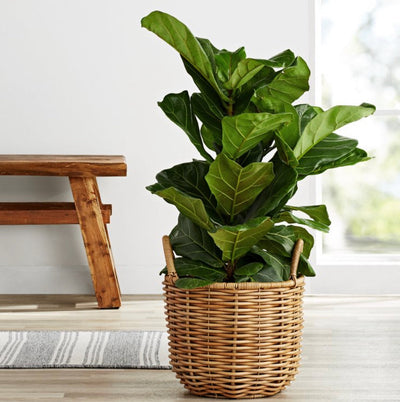 Better Homes & Gardens Assorted Round Beige Resin and Rattan Plant Planter (2 Pieces) with Drainage Hole- NEW OUT OF BOX!!!!