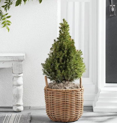 Better Homes & Gardens Assorted Round Beige Resin and Rattan Plant Planter (2 Pieces) with Drainage Hole- NEW OUT OF BOX!!!!