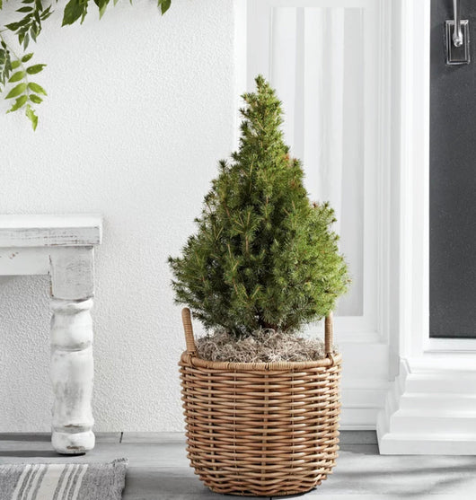 Better Homes & Gardens Assorted Round Beige Resin and Rattan Plant Planter (2 Pieces) with Drainage Hole- NEW OUT OF BOX!!!!